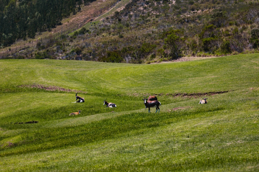 0 Bedroom Property for Sale in Pezula Private Estate Western Cape